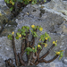Fleshy Yellow-Sorrel - Photo (c) Claudio Maureira, some rights reserved (CC BY-NC-SA), uploaded by Claudio Maureira