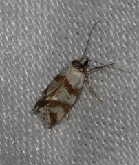 Isomoralla gephyrota