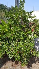 Psidium longipetiolatum