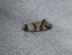 Isomoralla gephyrota