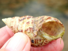 Phasianella australis