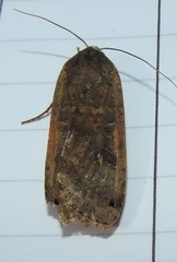 Noctua pronuba