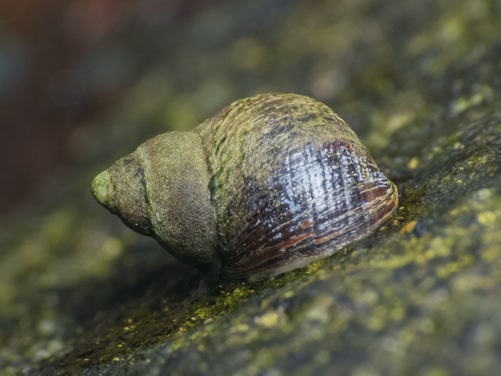 Austrolittorina araucana