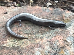 Hemiergis decresiensis