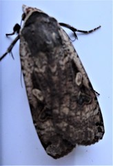 Noctua pronuba