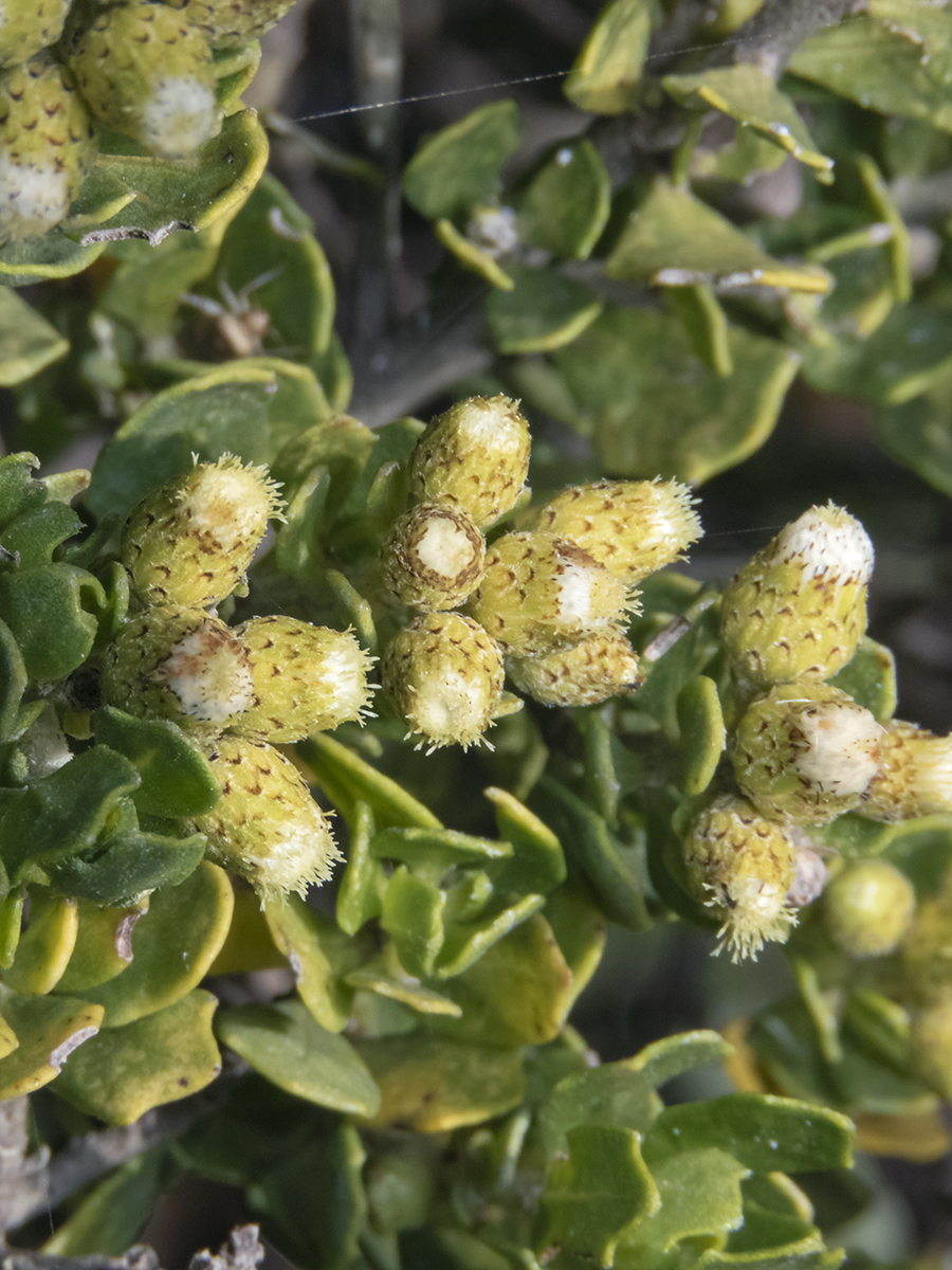 Baccharis concava