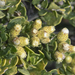 Baccharis concava - Photo (c) Claudio Maureira, some rights reserved (CC BY-NC-SA), uploaded by Claudio Maureira