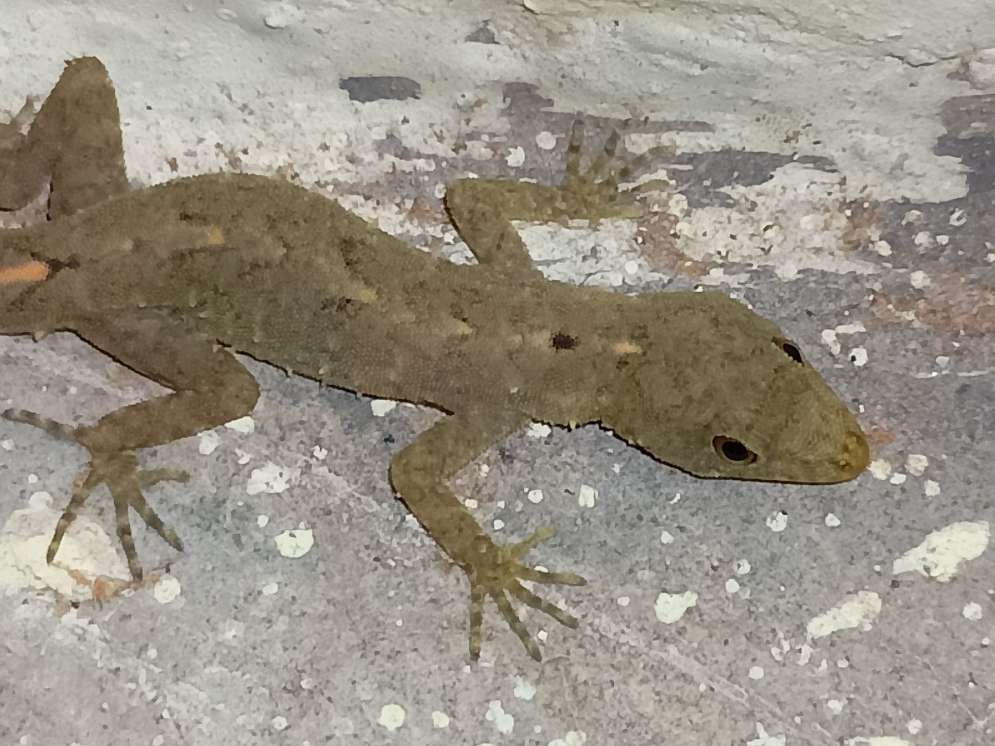 Vijaya's Round-Eyed Gecko photo 4