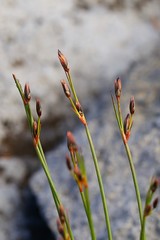 Juncus parryi