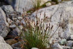 Juncus parryi
