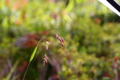 Vahlodea atropurpurea