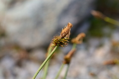 Carex nigricans