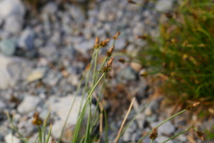 Carex nigricans