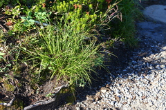 Carex illota
