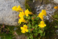 Erythranthe caespitosa