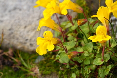 Erythranthe caespitosa
