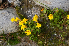 Erythranthe caespitosa