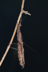 Trachythorax illaesa