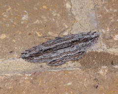 Scioglyptis chionomera