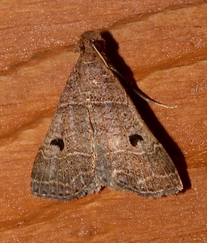 Bleptina flavivena · iNaturalist