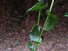 Mutisia spinosa