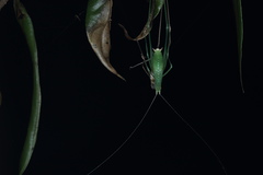 Tettigoniidae