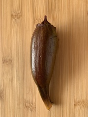 Musa × paradisiaca