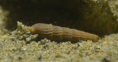 Terebridae