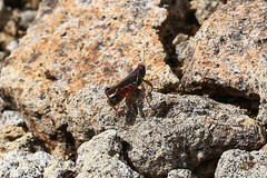 Melanoplus sanguinipes