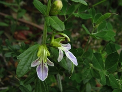 Teucrium bicolor