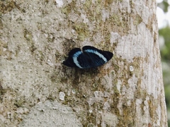 Panacea prola