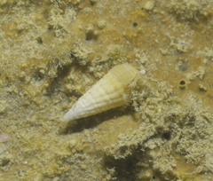 Terebridae