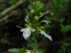 Teucrium bicolor