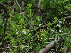 Teucrium bicolor