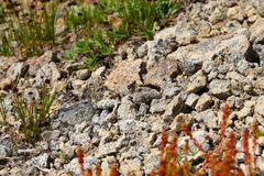 Melanoplus sanguinipes