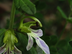 Teucrium bicolor