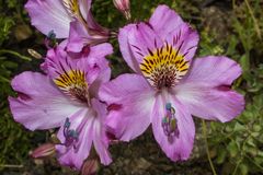 Alstroemeria philippii