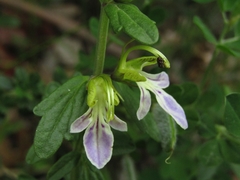 Teucrium bicolor