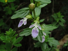 Teucrium bicolor