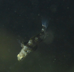 Amblygobius