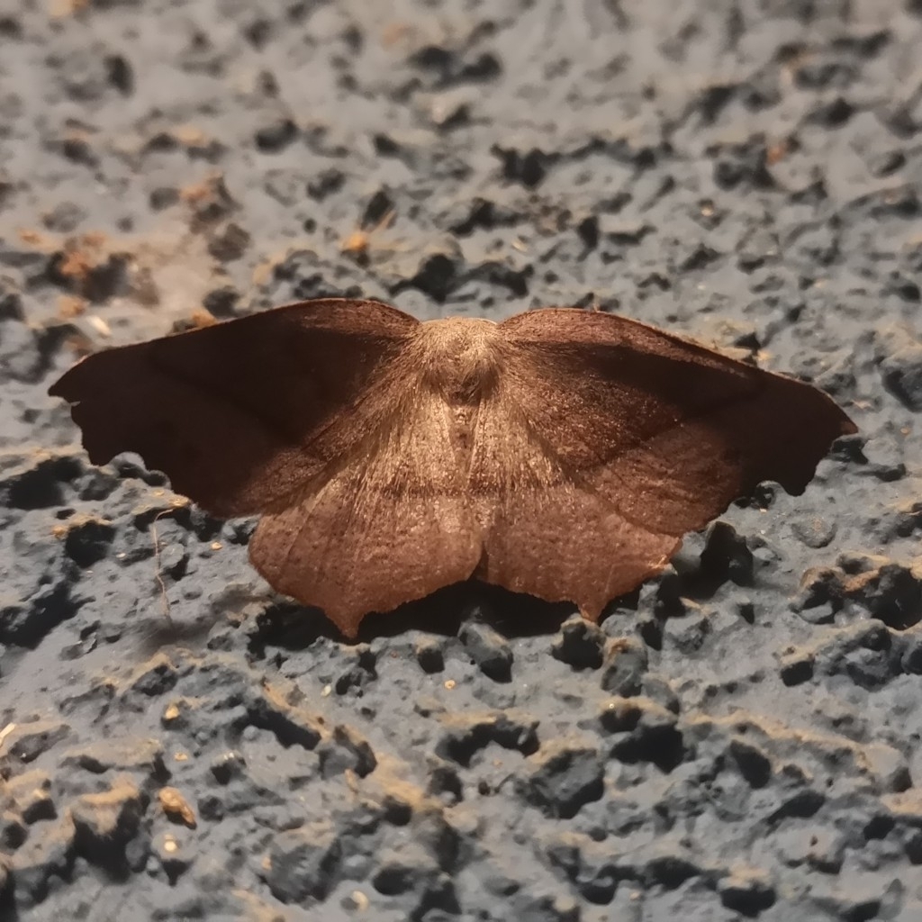 Syncirsodes primata
