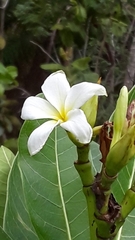 Himatanthus obovatus