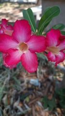 Adenium obesum
