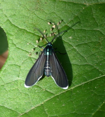 Uranophora terminalis