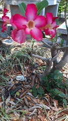 Adenium obesum