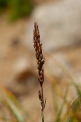 Danthonia intermedia