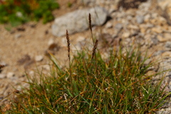 Danthonia intermedia