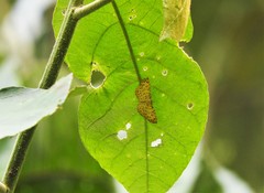 Argyrogrammana stilbe holosticta