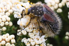 Trichostetha bicolor