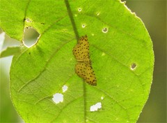 Argyrogrammana stilbe holosticta